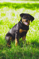 Beautiful little puppy of a dog Rottweiler in a park on a grass background