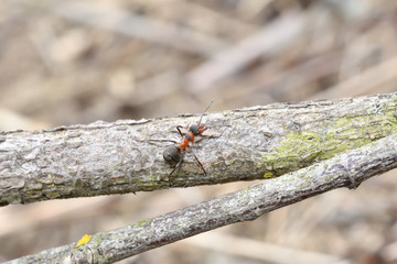 macro detail of  forest ant  moving small wood  for building up anthill