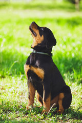 Beautiful little puppy of a dog Rottweiler in a park on a grass background