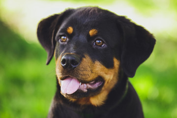 Obraz premium Beautiful little puppy of a dog Rottweiler in a park on a grass background
