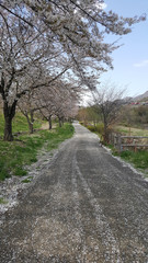 Fototapeta na wymiar Sakura cherry blossom in park at spring time