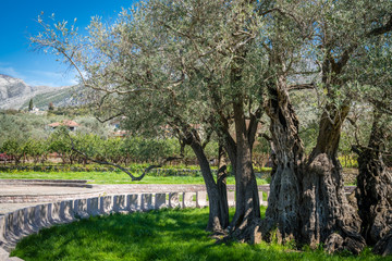 Fototapeta na wymiar The oldest olive tree in Europe