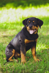 Beautiful little puppy of a dog Rottweiler in a park on a grass background