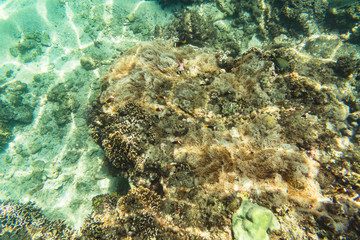 Clown fish and sea anemone on corral reef