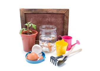 top-dressing of tomatoes with calcium. Seedlings of tomatoes and