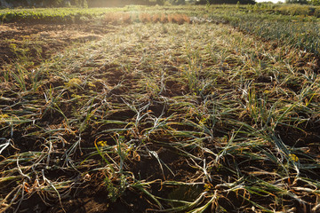 Green young onions growing in the garden