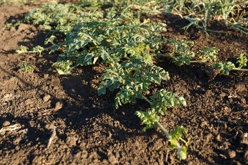 Watermelon plant on the garden at sunrise