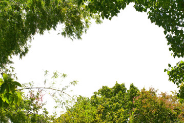 green tree isolated on white background