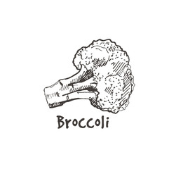 Hand drawn broccoli. Sketch, vector illustration.
