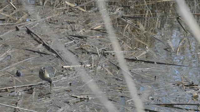 porzana parva--schiribilla