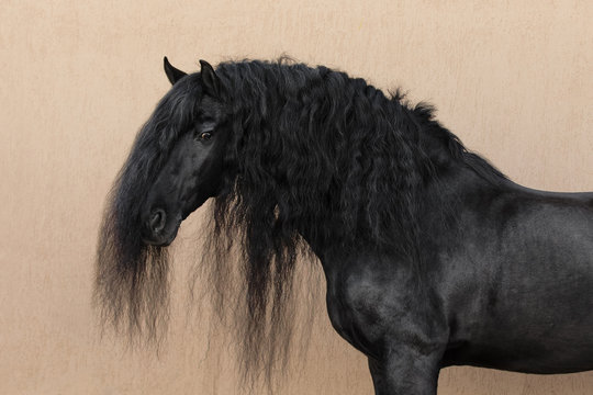 Portrait of a black friesian horse with long mane on light background isolated	