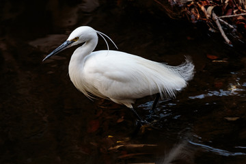 white Japanese egret profile