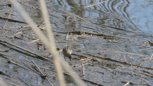 schiribilla--porzana parva