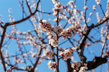 Branches full of cherry blossoms against a blue sky