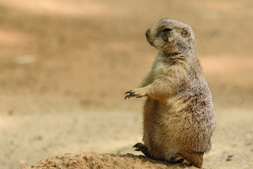 Cute Animal in Prague Zoo