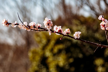 Small branch of Japanese cherry blossoms.
