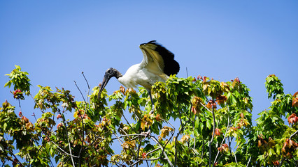Obraz premium Woodstork in the Trees