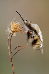 Bombylius major hangs on a dry plant