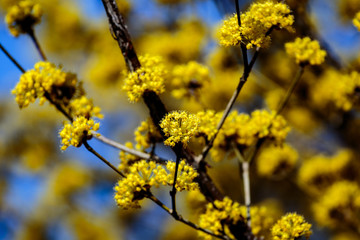 a macro shot of very small cornelian cherry flowers