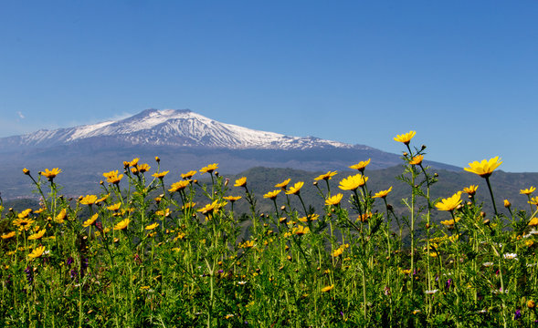 landscape photo of the etna  in Sicily with flowers in the foreground
