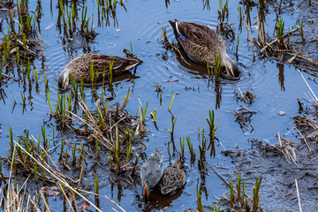 group of ducks eating in shallow water