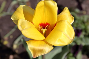 tulip