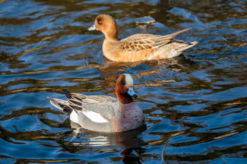 two ducks on the duck pond