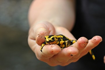 Feuersalamander (Salamandra salamandra) auf der Hand