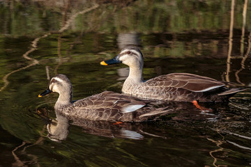 a pair of ducks in a duck pond