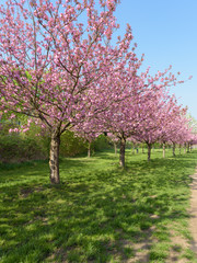 Sakura - Kirschblüte in Parklandschaft in Berlin