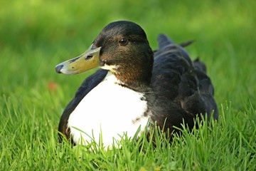Weibliche Hybrid-Stockente (Anas platyrhynchos x Anas platyrhynchos f. domestica) 

