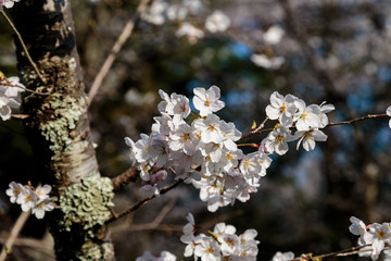 White Sakura flowers in Chiba
