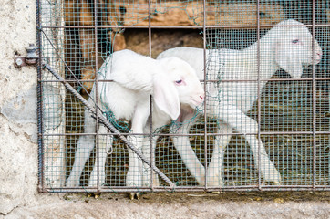 A white lamb puts its head through a hole in the metal grid, because it is looking for its mother who is coming back from the pasture