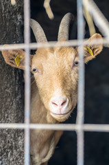 Close-up of a lonely goat with a brown fur, which is looking through a fence, from its shed on the farm