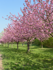 Fototapeta na wymiar Sakura - Kirschblüte in Parklandschaft in Berlin