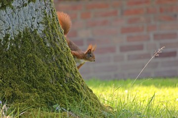 Eichhörnchen (Sciurus vulgaris) bei der Futtersuche an Eichenstamm
