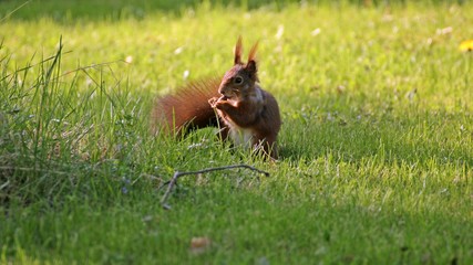 Eichhörnchen (Sciurus vulgaris) frisst Eichel auf einer Wiese