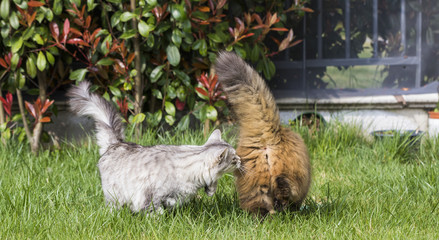 Tender kittens in the garden, siberian breed