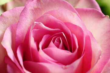 rosafarbene Rosenblüte