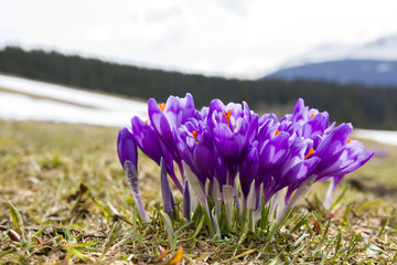 Close-up of marvelous blooming violet crocuses in the Carpathian mountains valley on bright spring morning. Protection of nature and beauty of life concept.