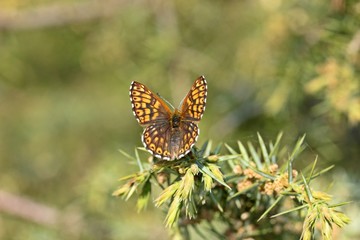 Schlüsselblumen-Würfelfalter (Hamearis lucina) auf Wacholder