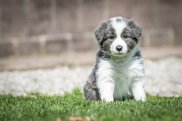 Border Collie Welpe im Garten beim Spielen