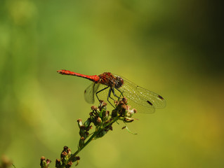 dragonfly04