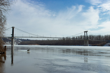 Foot Bridge Geese