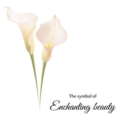 Realistic pink calla lily. The symbol of Enchanting beauty. - obrazy, fototapety, plakaty
