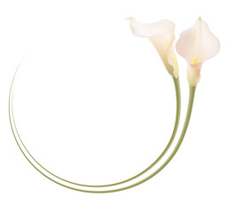 Realistic pink calla lily frame, circle. The symbol of Enchanting beauty. - obrazy, fototapety, plakaty