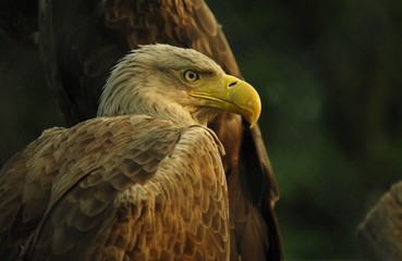 eagle © Dariusz