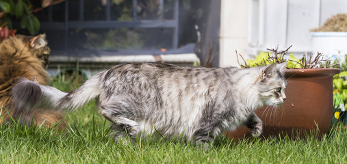 Adorable kitten in the garden, walking on the grass green