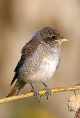 Baby bird red-backed shrike. Portrait.