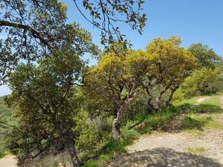 Paesaggio di Sardegna - Sinnai